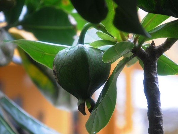 Cây Trường Sa ảnh 2